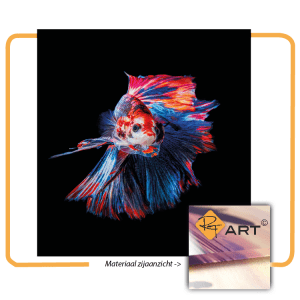 Plexiglas | Gekleurde vis
